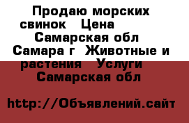 Продаю морских свинок › Цена ­ 2 000 - Самарская обл., Самара г. Животные и растения » Услуги   . Самарская обл.